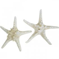 Rozgwiazda dekoracyjna duża suszona biała rozgwiazda guzkowata 19-26 cm 5 sztuk