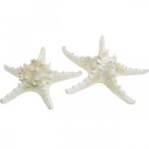 Produkt Rozgwiazda dekoracyjna duża suszona biała nabijana rozgwiazda 19-26cm 5 szt