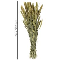 Produkt Suszone kwiaty prosa szczeciniastego (Setaria) do rustykalnych i stylowych dodatków do domu 75cm 220g