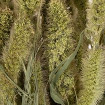 Produkt Suszone kwiaty prosa szczeciniastego (Setaria) do rustykalnych i stylowych dodatków do domu 75cm 220g