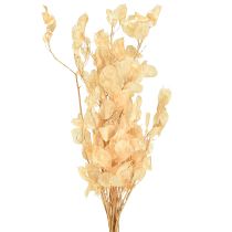 Produkt Suszony liść srebrny Lunaria Champagne 65-70cm 20g