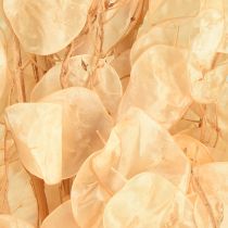Produkt Suszony liść srebrny Lunaria Champagne 65-70cm 20g
