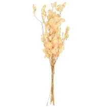 Produkt Suszony liść srebrny Lunaria Champagne 65-70cm 20g