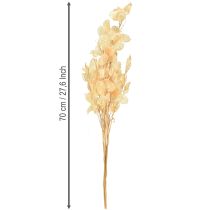 Produkt Suszony liść srebrny Lunaria Champagne 65-70cm 20g