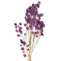 Produkt Suszony liść srebrny Lunaria księżycowy fioletowy 65-70cm 20g
