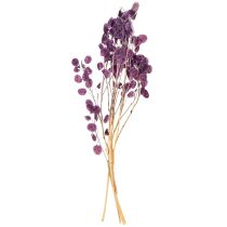 Produkt Suszony liść srebrny Lunaria księżycowy fioletowy 65-70cm 20g