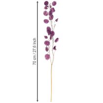 Produkt Suszony liść srebrny Lunaria księżycowy fioletowy 65-70cm 20g