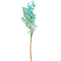 Produkt Suszony liść srebrny Lunaria jasnoniebieski 65-70cm 20g