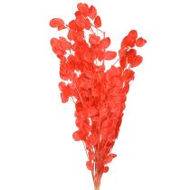 Produkt Suszony liść srebrny Lunaria czerwony 65-70cm 20g