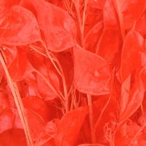 Produkt Suszony liść srebrny Lunaria czerwony 65-70cm 20g