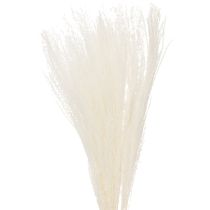 Produkt Suszone kwiaty, srebrzysta trawa. Elegancka, naturalna dekoracja do domu i biura. 70 cm, 10 sztuk.