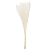 Produkt Suszone kwiaty, srebrzysta trawa. Elegancka, naturalna dekoracja do domu i biura. 70 cm, 10 sztuk.