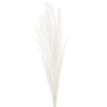 Produkt Suszone kwiaty, srebrzysta trawa. Elegancka, naturalna dekoracja do domu i biura. 70 cm, 10 sztuk.