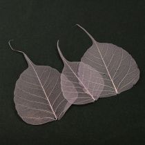 Produkt Liście szkieletowe Bodhi liście szkieletowe fioletowe 5-15cm 200 szt.