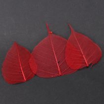 Produkt Liście szkieletowe Bodhi liście szkieletowe czerwone 5-15cm 200 sztuk