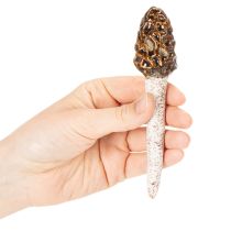 Produkt Sztuczny smardz ozdobny do doniczek i stołu, 13 cm, 2 sztuki