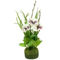 Bratek z kulką mchu biały 31cm