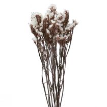 Produkt Liliowe białe suszone kwiaty liliowe plażowe 60cm 35g
