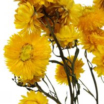 Suszony kwiat Żółty kwiat słomy Helichrysum Suchy bukiet dekoracji 50cm 45g