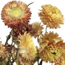 Produkt Kwiat słomy Żółty, czerwony suszony Helichrysum suszony kwiat 50cm 60g