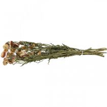 Produkt Kwiat słomy Żółty, czerwony suszony Helichrysum suszony kwiat 50cm 60g