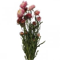 Pęczek suszonych kwiatów truskawek różowy kocanka suszona 45cm 45g