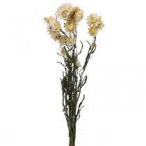 Sucha dekoracja słomkowy krem kwiatowy helichrysum suszony 50cm 30g