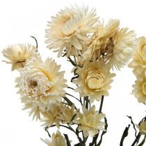 Sucha dekoracja słomkowy krem kwiatowy helichrysum suszony 50cm 30g