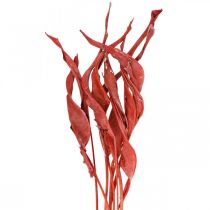 Strelitzia Liście czerwone szronione suszone kwiatowe 45-80cm 10szt.