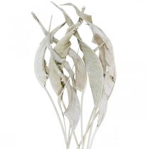 Strelitzia liście białe myte suszone 45-80cm 10szt.