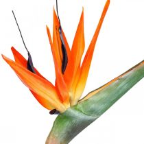 Strelizie reginae sztuczny kwiat pomarańczowy ptak rajski L85cm