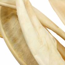 Strelitzia liście bielone 10szt dry deco