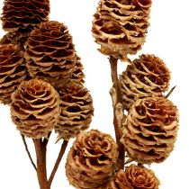 Strictum 6 - 9 głowic 25szt