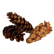 Produkt Szyszki strobusowe 10-15cm malowane 100 sztuk