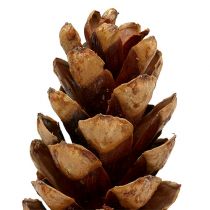Produkt Szyszki Strobusowe 20 - 25cm malowane 50 sztuk