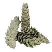 Produkt Szyszki strobusowe jako naturalna dekoracja 15cm - 20cm zielone 50 szt