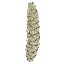 Produkt Szyszki Strobus dekoracja jabłkowo zielone bielone myte 15-20cm 50 szt