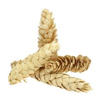 Produkt Strobus bielony 15cm-20cm 50 szt
