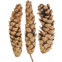 Pinecones Biała Sosna Strobus Natura Mieszana 2,5kg