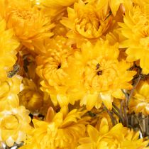Produkt Suszony żółty kwiat nieśmiertelnika (Helichrysum) pęczek suszonych kwiatów, 100g