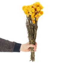 Produkt Suszony żółty kwiat nieśmiertelnika (Helichrysum) pęczek suszonych kwiatów, 100g