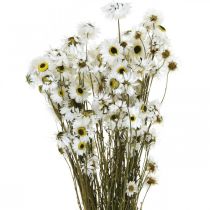 Acroclinium White, Suszone Rośliny, Kocanka, Suszone Kwiaty L20–40cm 25g