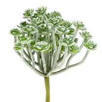 Produkt Soczysta Echeveria 17cm Szara 3 szt