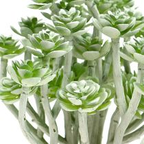 Soczysta Echeveria 17cm Szary 3szt