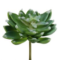 Produkt Soczysty kamień różowo-zielony Ø10cm W11cm 3 szt