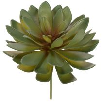 Produkt Sztuczny sukulent jako roślina ozdobna, zielony, 18cm, 3 sztuki