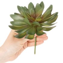 Produkt Sztuczny sukulent jako roślina ozdobna, zielony, 18cm, 3 sztuki