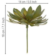 Produkt Sztuczny sukulent jako roślina ozdobna, zielony, 18cm, 3 sztuki