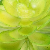 Produkt Sztuczna roślina sukulent, zielona, do dekoracji w misce lub wazonie, 10 cm, 4 sztuki