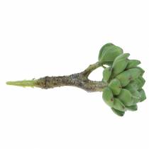 Produkt Sukulent Echeveria sztuczny Zielony W15cm